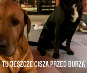 Bestie zniszczyły jej dom