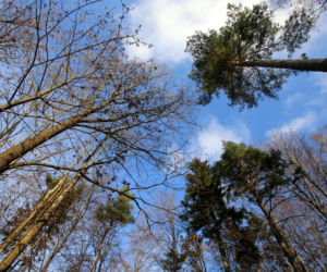 Rezerwat Segiet udostępni nowe szlaki dla mieszkańców