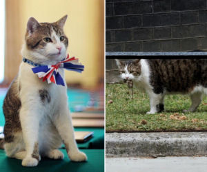 Kot Larry ma niebywałą fuchę w Wielkiej Brytanii! Jest współpracownikiem premierów. To prawdziwy słodziak! 