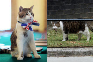 Kot Larry ma niebywałą fuchę w Wielkiej Brytanii! Jest współpracownikiem premierów. To prawdziwy słodziak! 