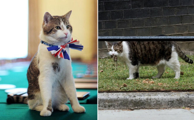 Kot Larry ma niebywałą fuchę w Wielkiej Brytanii! Jest współpracownikiem premierów. To prawdziwy słodziak! 