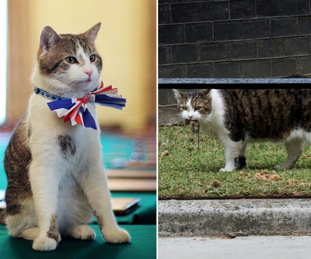 Oto Larry. Chief Mouser to the Gabinet Office