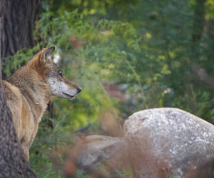 Weekendowe atrakcje we wrocławskim zoo: Dzień Wilka i charytatywny Dziki Bieg