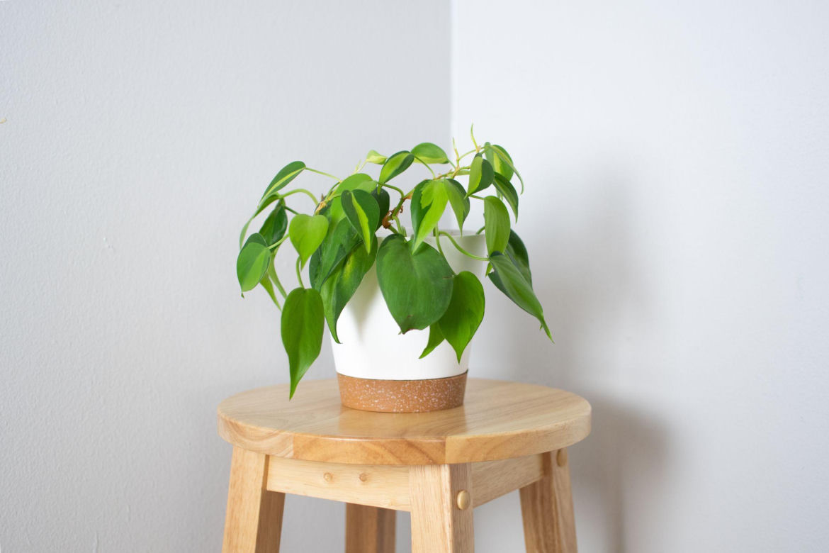 Filodendron pnący