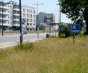 Awantura o trawę! Sezon na koszenie trwa. Kosiarki wzbudzają wiele kontrowersji 