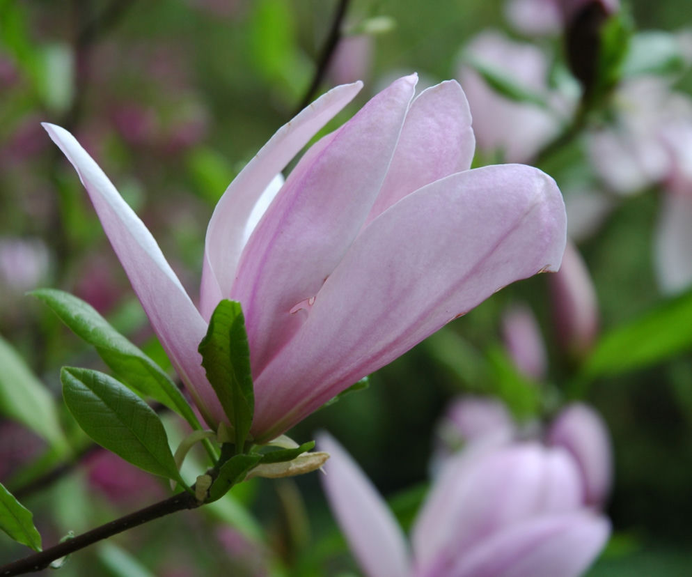 Magnolia 'Pinkie'
