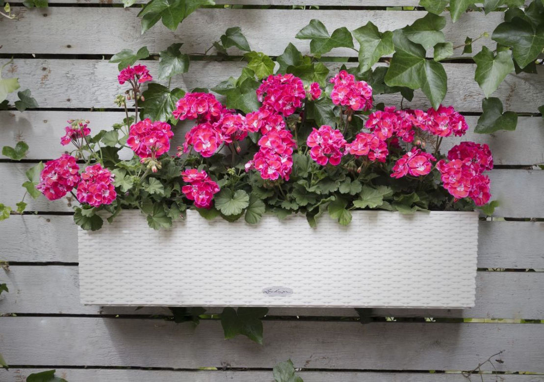 Sadzenie pelargonii do skrzynki