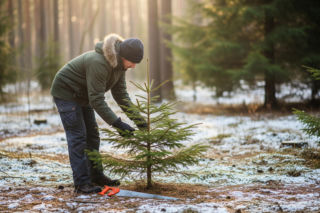 Legalne wycięcie choinki w lesie. Gdzie można to zrobić w Wielkopolsce?