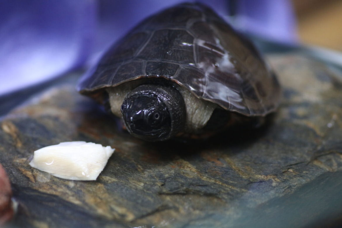 Orlicja wykluła się w gdańskim zoo