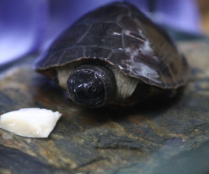Orlicja wykluła się w gdańskim zoo