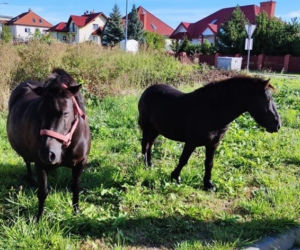 Kucyki biegały po ulicach Kętrzyna