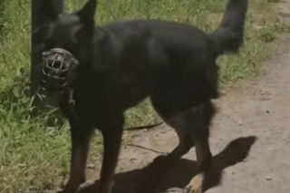 Przywiązał psa do drzewa i zostawił
