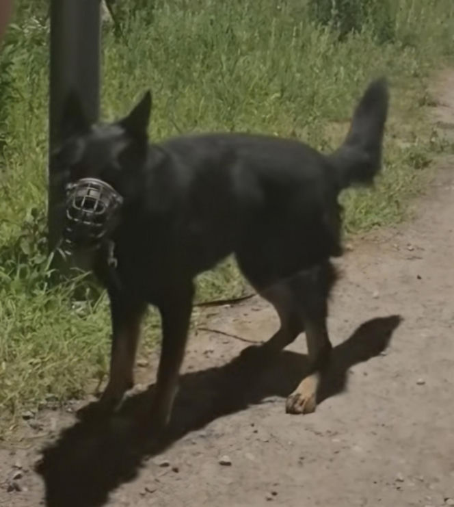 Przywiązał psa do drzewa i zostawił