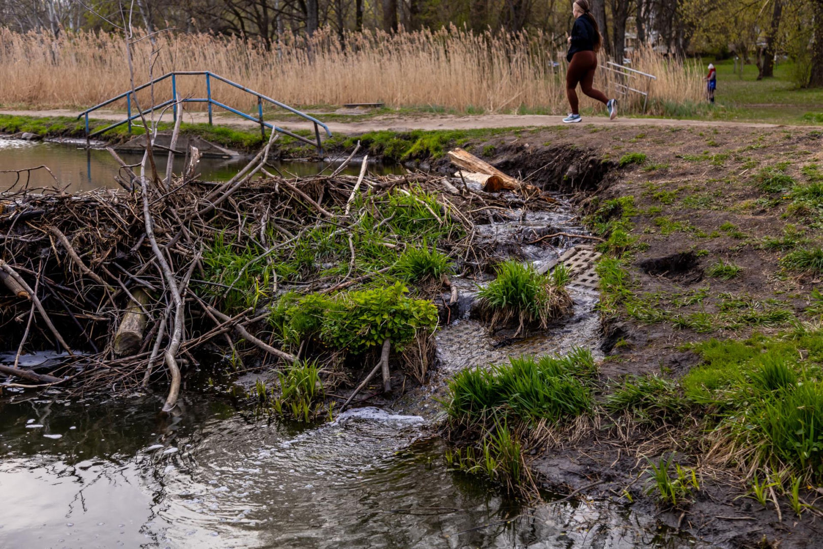 Bobrowe tamy na Potoku Służewieckim w Warszawie