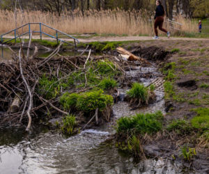Bobrowe tamy na Potoku Służewieckim w Warszawie