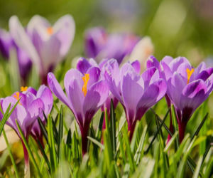 Krokusy zakwitły w ogrodzie botanicznym