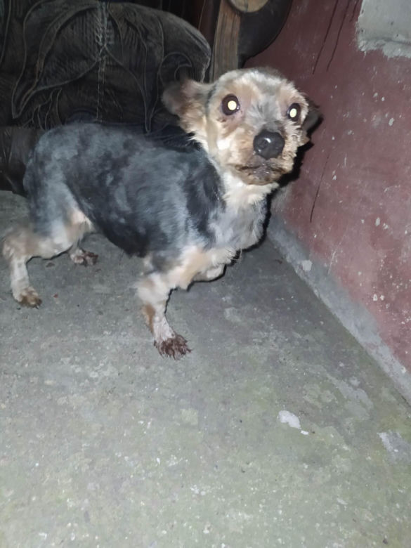 Yorki porzucone w Zapadach