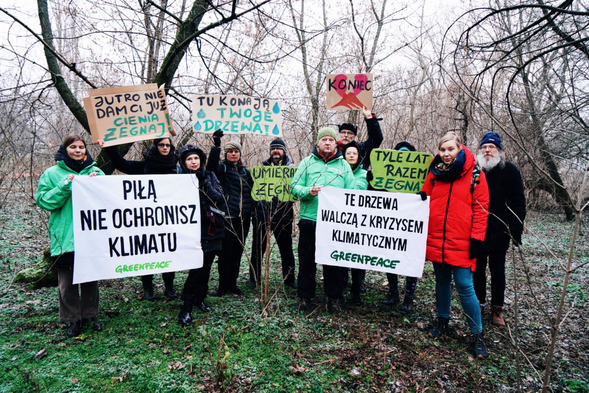Aktywiści Greenpeace bronią drzew nad Wisłą