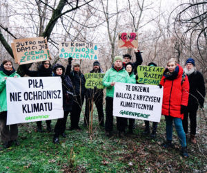 Aktywiści Greenpeace bronią drzew nad Wisłą