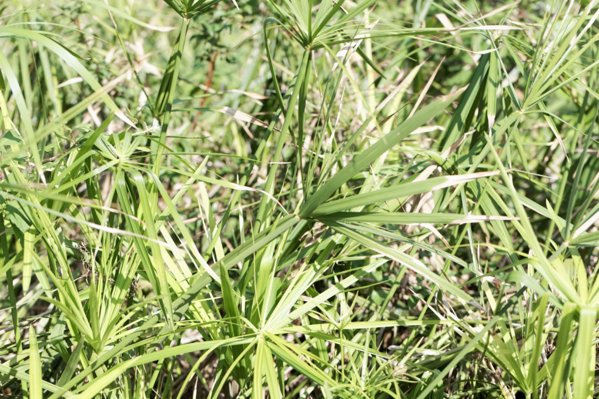 Cibora zmienna (papirus)
