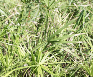 Cibora zmienna (papirus)