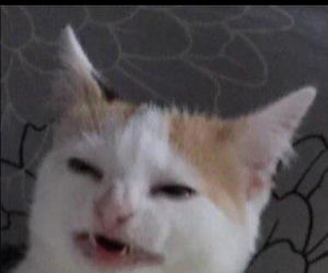 Memy matura 2020