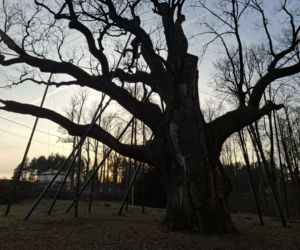 Zobacz jak zmienia się otoczenie Dębu Bartek w Zagnańsku