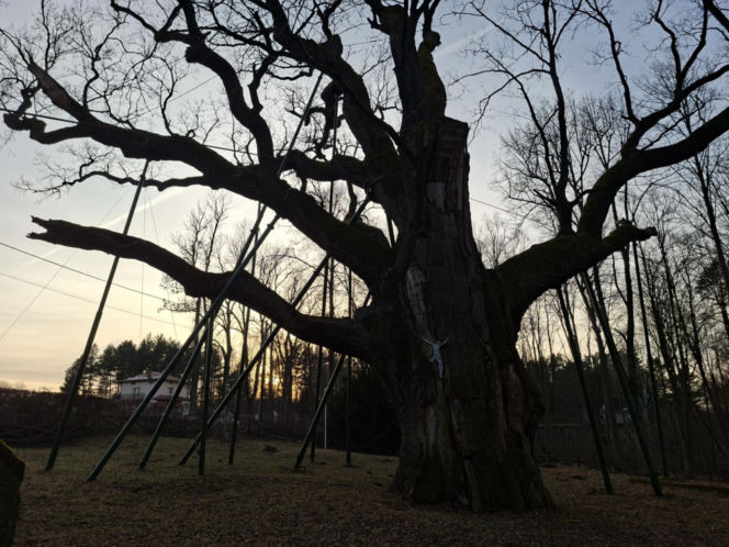 Zobacz jak zmienia się otoczenie Dębu Bartek w Zagnańsku
