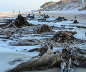 Bałtyk odsłonił las sprzed tysięcy lat