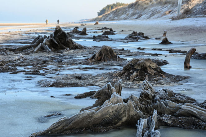 Bałtyk odsłonił las sprzed tysięcy lat