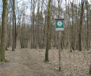 Rozdeptane runo, psy straszą zwierzęta. Rezerwat Las Bielański w opałach