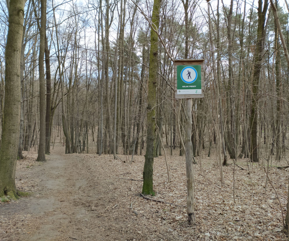 Rozdeptane runo, psy straszą zwierzęta. Rezerwat Las Bielański w opałach
