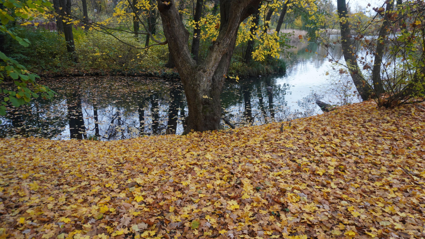 Park Sołacki w Poznaniu jesienią