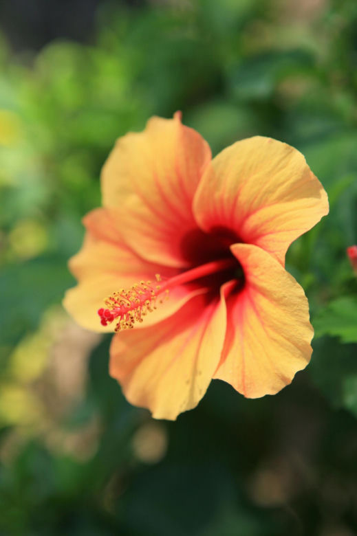 Pomarańczowy hibiskus