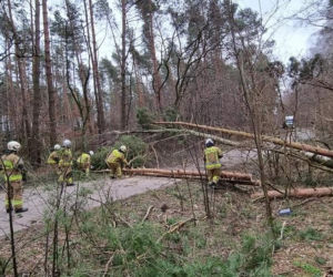 Szkody po Orkanie Eunice. Zrywało dachy, wyrywało grube drzewa, brakowało prądu