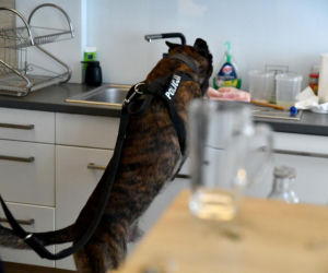 Policja rozbiła grupę handlującą narkotykami. Zatrzymano 12 osób