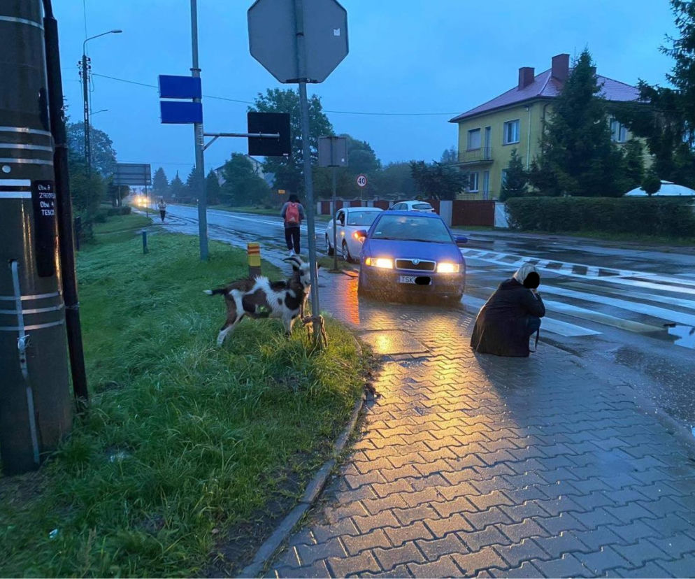 koza 