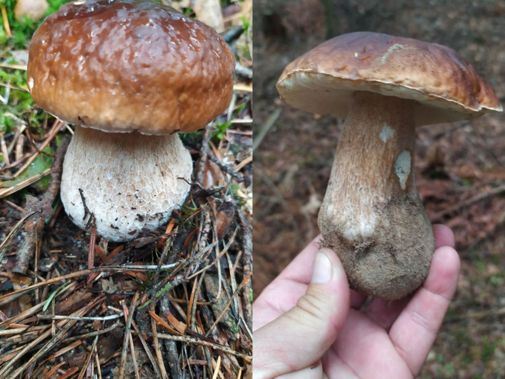 Są już grzyby w woj. lubelskim! Mieszkańcy chwalą się zbiorami