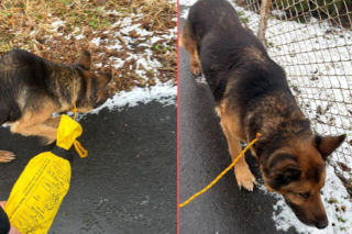 Pies zamarzał na środku drogi. Uratowali go w ostatniej chwili!