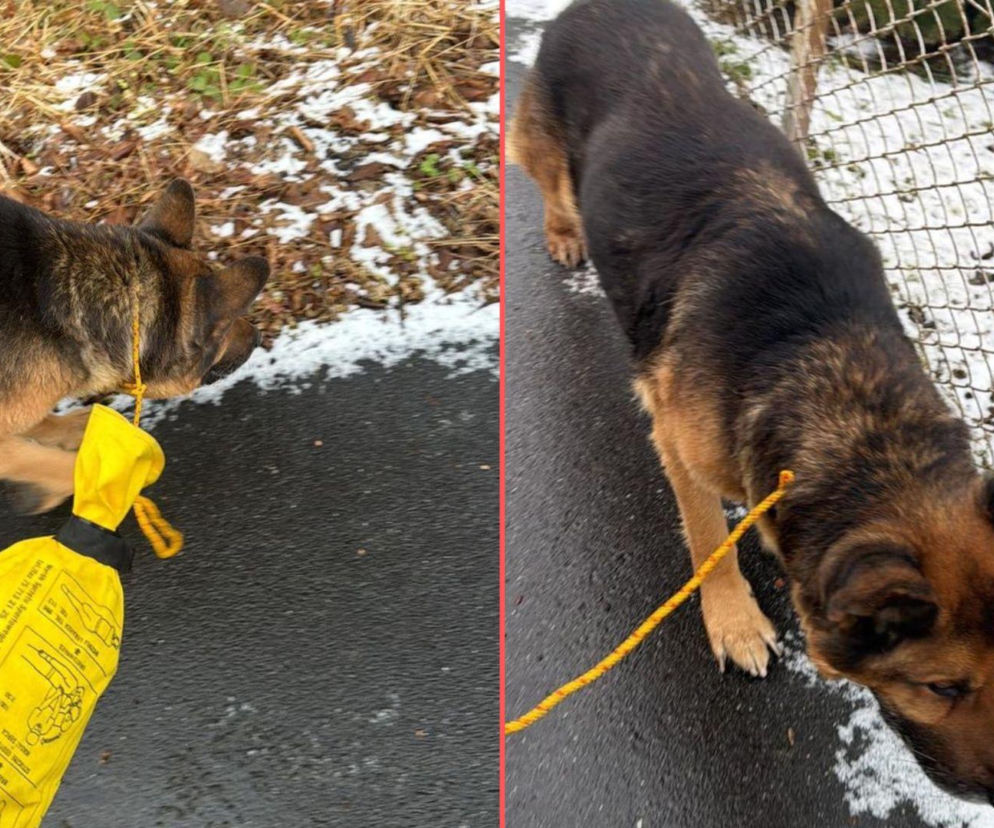 Pies zamarzał na środku drogi. Uratowali go w ostatniej chwili!