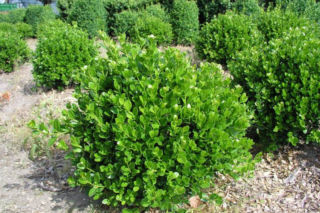 Bukszpan drobnolistny 'Faulkner' - Buxus microphylla  'Faulkner'