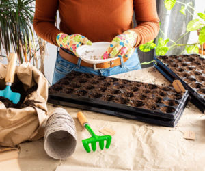 Przygotowanie rozsady roślin