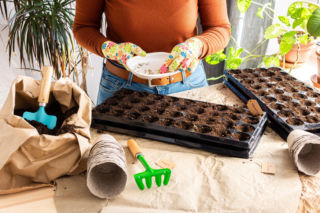 Jak zrobić rozsadę warzyw i kwiatów? Poradnik przygotowania rozsady krok po kroku