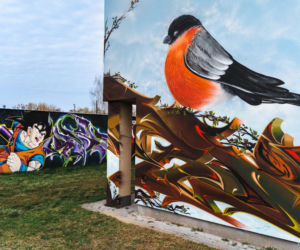 Nowy mural w mieście! Czerwony gil ozdobił ścianę budynku przy ul. Mieszka I w Siedlcach