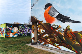 Nowy mural w mieście! Czerwony gil ozdobił ścianę budynku przy ul. Mieszka I w Siedlcach