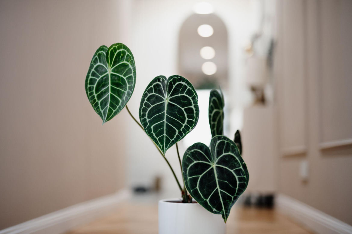 Anthurium clarinervium
