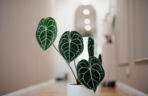 Anthurium clarinervium