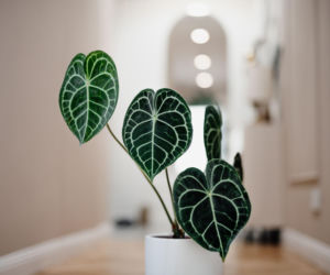 Anthurium clarinervium