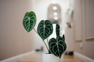Anthurium clarinervium