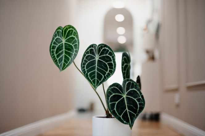 Anthurium clarinervium
